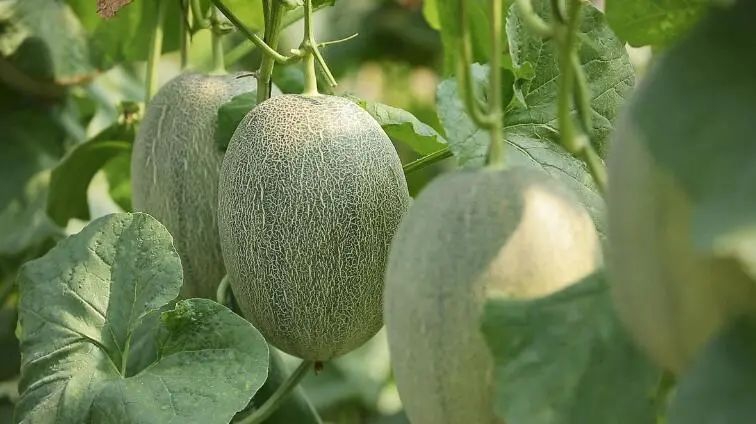 1706146362665400.jpg 640 (35).jpg